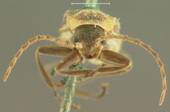 Media type: image;   Entomology 3384 Aspect: head frontal view
